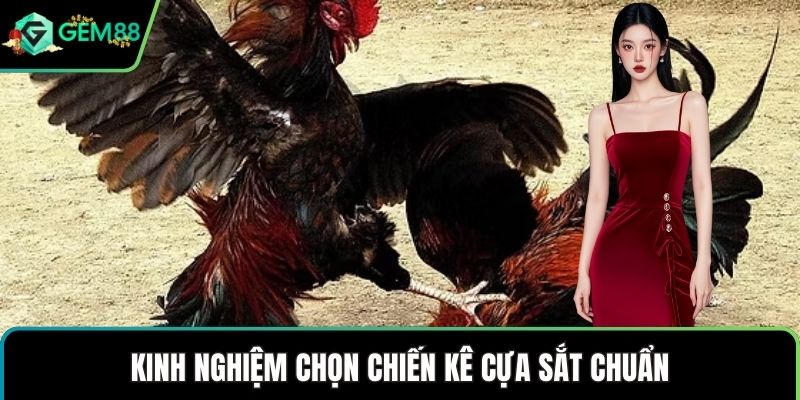 Kinh nghiệm chọn chiến kê cựa sắt chuẩn